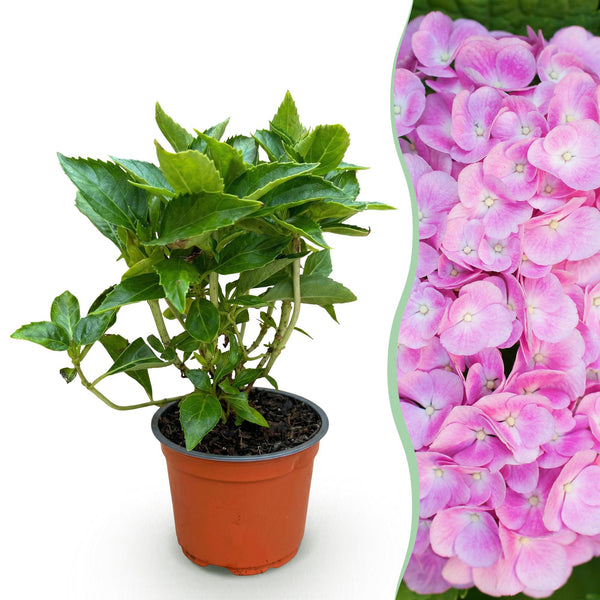 Hortensie – Hydrangea macrophylla