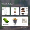 Terrarium-Set „John" – Bonsai & Ruby Lime