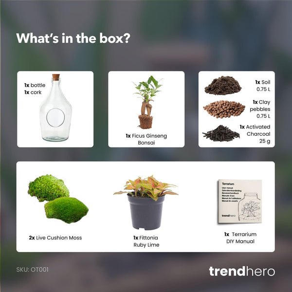 Terrarium-Set „John" – Bonsai & Ruby Lime