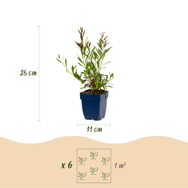 Prachtkerze ‚Florgauros' – Gaura lindheimeri – Ansicht 3