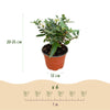 Schmetterlingsflieder ‚Butterfly Candy Little White' – Buddleja davidii – Ansicht 3
