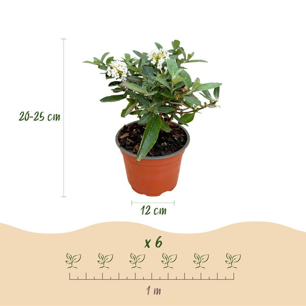 Schmetterlingsflieder ‚Butterfly Candy Little White' – Buddleja davidii – Ansicht 3