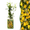Gold-Waldrebe – Clematis tangutica – 1 Stück