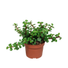 Speckbaum – Portulacaria afra