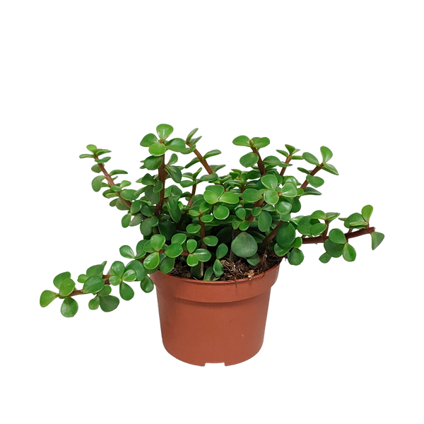 Speckbaum – Portulacaria afra