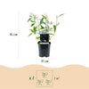 Schmetterlingsstrauch ‚Black Night' – Buddleja davidii – Ansicht 5