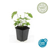 Herbst-Anemone ‚Robustissima' – Anemone tomentosa – Ansicht 4