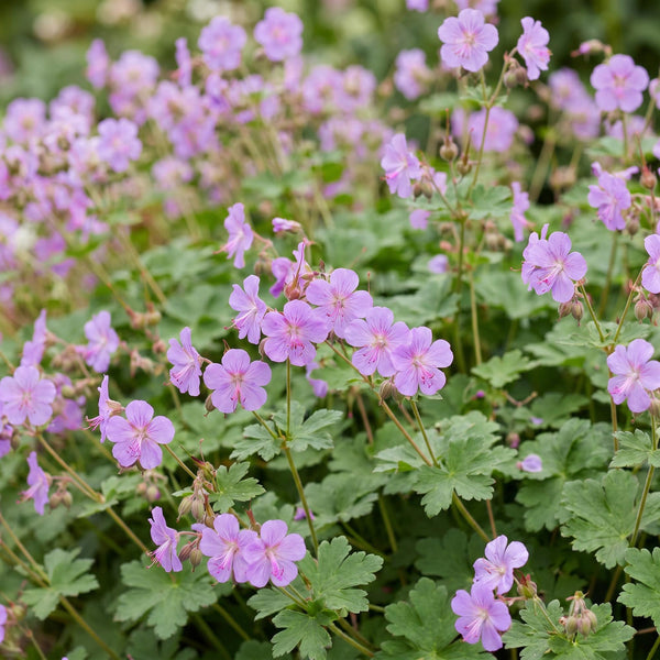 Storchschnabel ‚Czakor' – Geranium macrorrhizum – Ansicht 5
