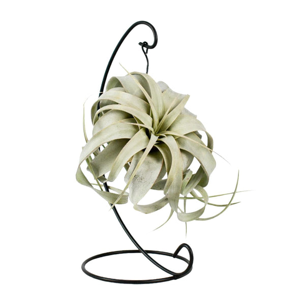 Tillandsie – Tillandsia xerographica
