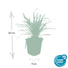 Lilientraube ‚Big Blue' – Liriope muscari – Ansicht 2