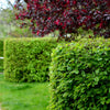 Hainbuche – Carpinus betulus – Ansicht 5