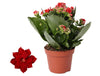 Flammendes Käthchen ‚Don Justino' – Kalanchoe blossfeldiana – ohne Übertopf
