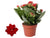 Flammendes Käthchen ‚Don Justino' – Kalanchoe blossfeldiana – ohne Übertopf