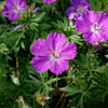 Blutroter Storchschnabel – Geranium sanguineum – Ansicht 7