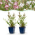 Prachtkerze Duo-Mix – Gaura lindheimeri – Ø 11 cm · 15-25 cm