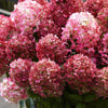 Rispenhortensie ‚Living Little Rosy' – Hydrangea paniculata – Ansicht 5