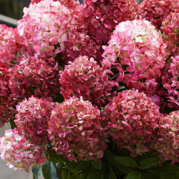Rispenhortensie ‚Living Little Rosy' – Hydrangea paniculata – Ansicht 5