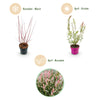 Harlekinweide ‚Flamingo' – Salix integra – Ansicht 4