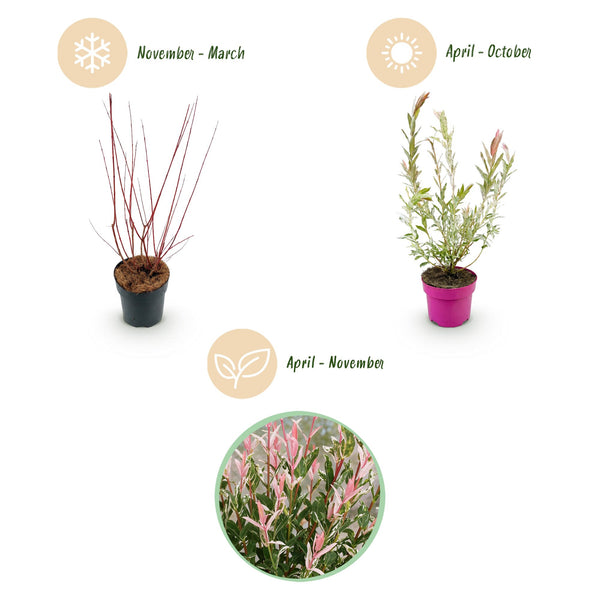 Harlekinweide ‚Flamingo' – Salix integra – Ansicht 4