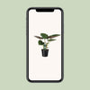 Alocasia wentii – Ansicht 4