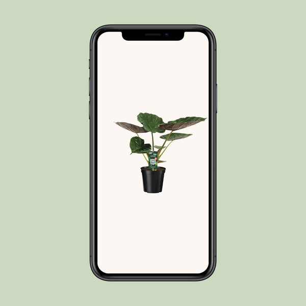 Alocasia wentii – Ansicht 4
