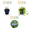 Immergrün Tricolour-Mix – Vinca – Ansicht 4