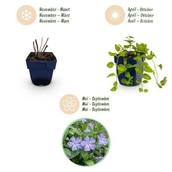 Immergrün Tricolour-Mix – Vinca – Ansicht 4