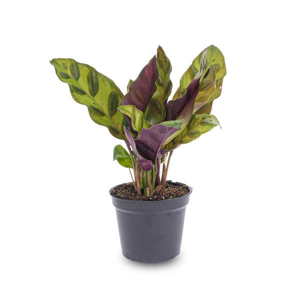 Calathea lancifolia – Ansicht 2