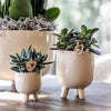 Geldbaum – Crassula ovata – Ansicht 4