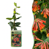 Geißschlinge ‚Dropmore Scarlet' – Lonicera × brownii