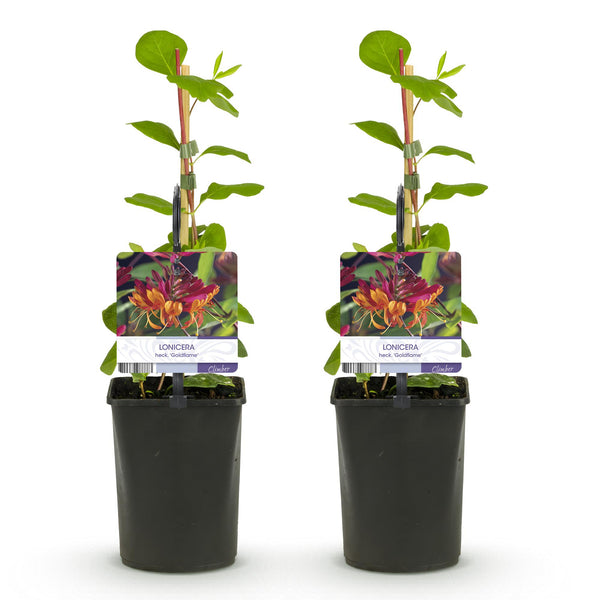 Geißblatt ‚Goldflame' – Lonicera × heckrottii – Ansicht 2