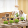 Terrarium-Set „Sam XL Bonsai" – DIY-Pflanzenterrarium mit Licht