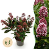 Skimmie ‚Rubella' – Skimmia japonica