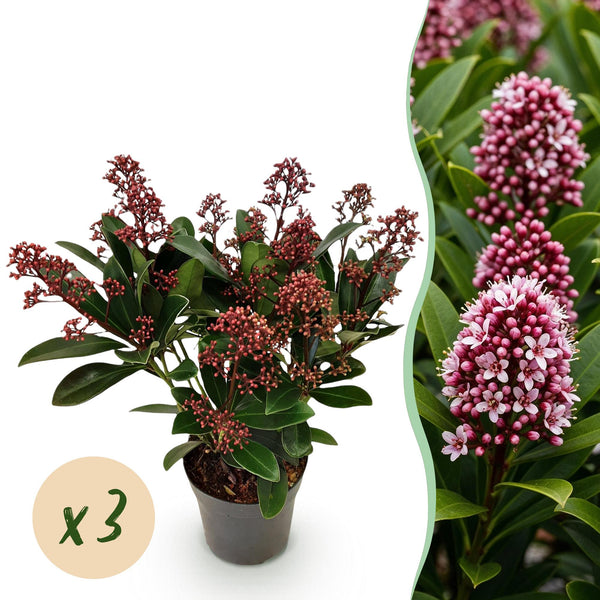 Skimmie ‚Rubella' – Skimmia japonica
