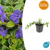 Kleines Immergrün ‚Argenteovariegata' – Vinca minor