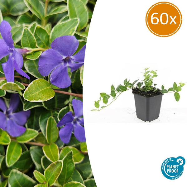 Kleines Immergrün ‚Argenteovariegata' – Vinca minor
