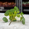 Kanonierblume ‚Mini Bush' – Pilea