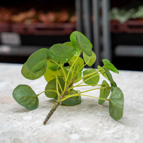 Kanonierblume ‚Mini Bush' – Pilea