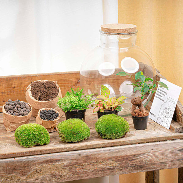 Flaschengarten-Set „Bolder Bob" – Bonsai im Glas – Ansicht 3