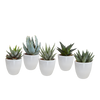 Sukkulenten-Set „Gasteria & Haworthia-Mix" – Gasterien und Haworthien