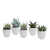 Sukkulenten-Set „Gasteria & Haworthia-Mix" – Gasterien und Haworthien