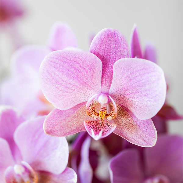 Schmetterlingsorchidee ‚Treviso' – Phalaenopsis – Ansicht 5