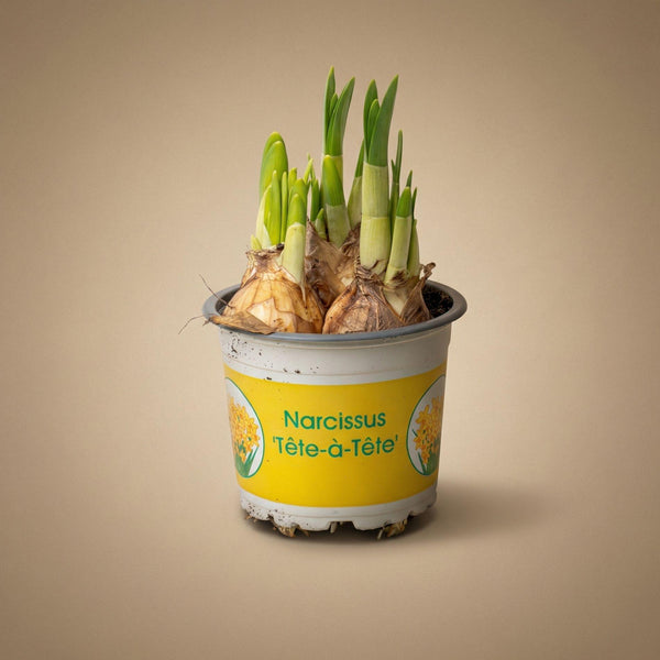 Narzisse ‚Tête-à-Tête' – Narcissus – Ansicht 3