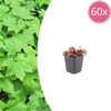Herzblättrige Schaumblüte – Tiarella cordifolia