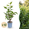 Portugiesischer Lorbeer ‚Angustifolia' – Prunus lusitanica