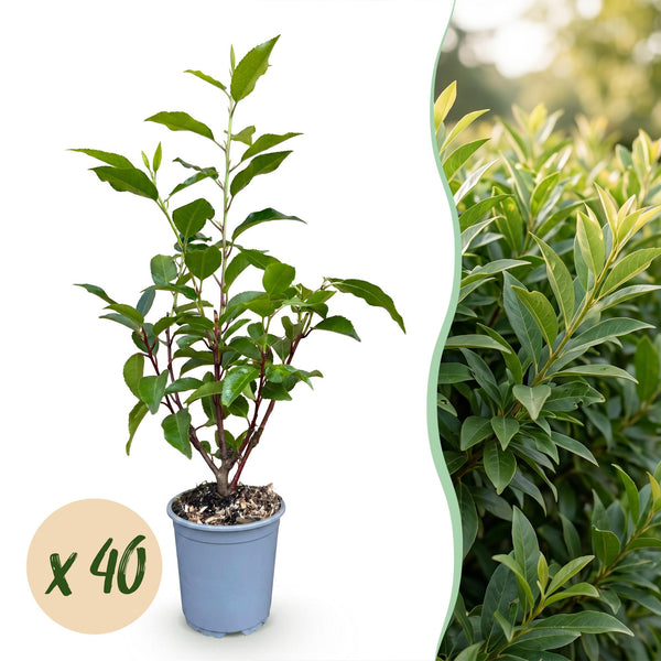 Portugiesischer Lorbeer ‚Angustifolia' – Prunus lusitanica