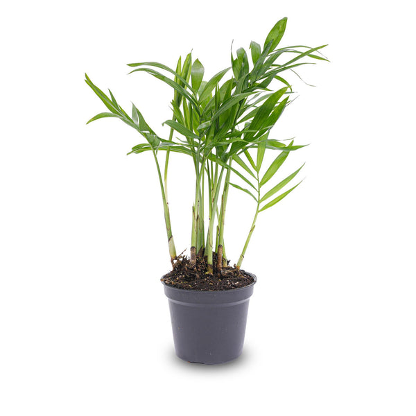 Bergpalme – Chamaedorea elegans – Ansicht 3