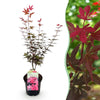 Japanischer Ahorn ‚Skeeter's Broom' – Acer palmatum – Ø 19 cm · 70 cm, 1 Stück
