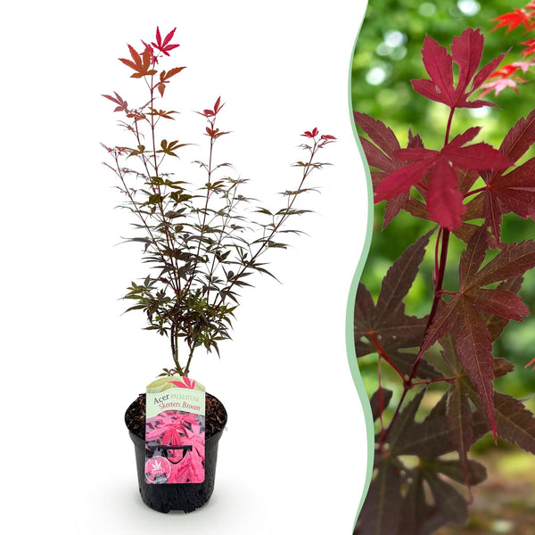 Japanischer Ahorn ‚Skeeter's Broom' – Acer palmatum – Ø 19 cm · 70 cm, 1 Stück