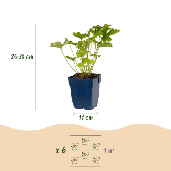 Stauden-Set „Schattenbeet" – 12 Schattenstauden in verschiedenen Arten und Farben – Ansicht 3